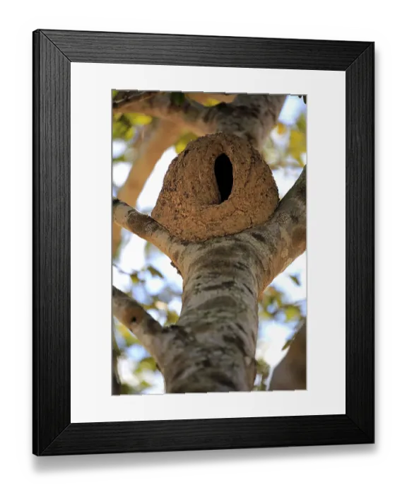 Framed Print : Rufous Hornero (Furnarius rufus)