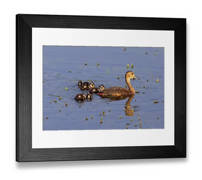 Framed Print : Lesser whistling duck (Dendrocygna javanica)
