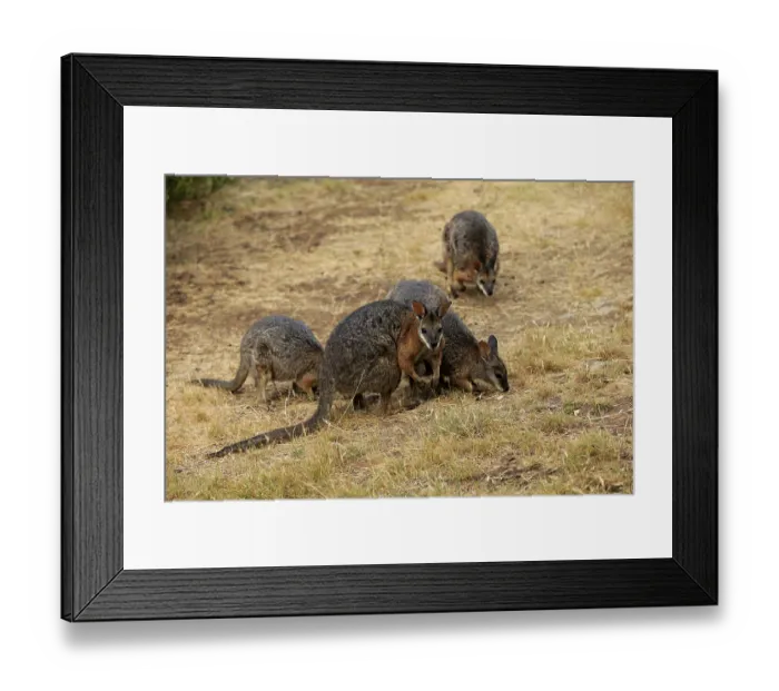 Framed Print : Tammar Wallaby (Macropus eugenii)