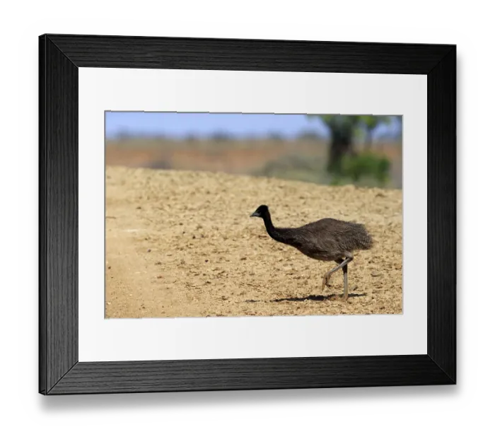 Framed Print : Eemu (Dromaius novaehollandiae)