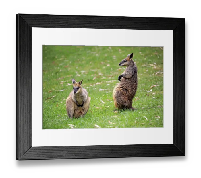 Framed Print : Agile wallaby (Macropus agilis) Framed Print : Agile wallaby (Macropus agilis)