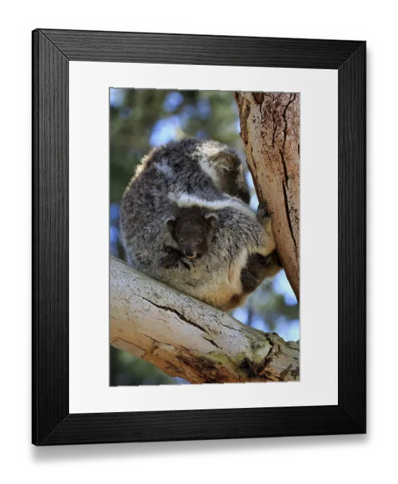 Framed Print : Koala (Phascolarctos cinereus) Framed Print : Koala (Phascolarctos cinereus)