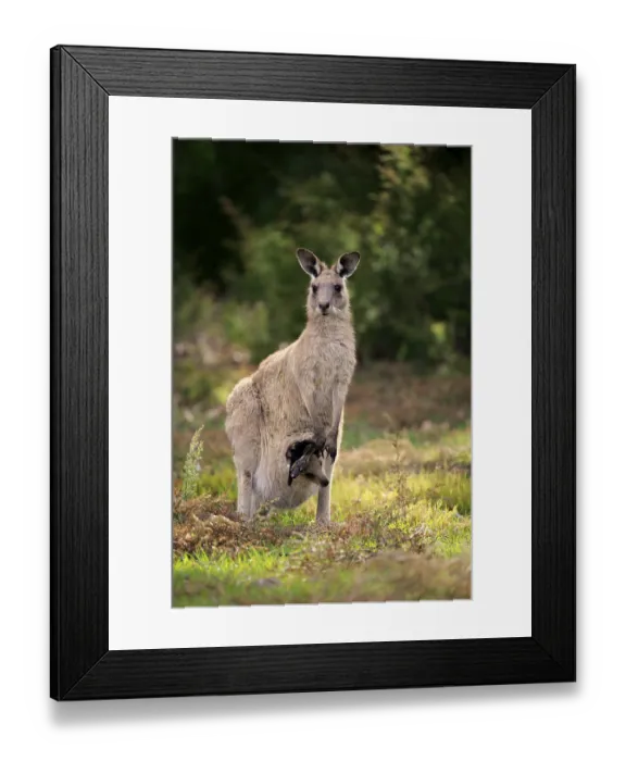 Framed Print : Eastern grey kangaroo (Macropus giganteus)