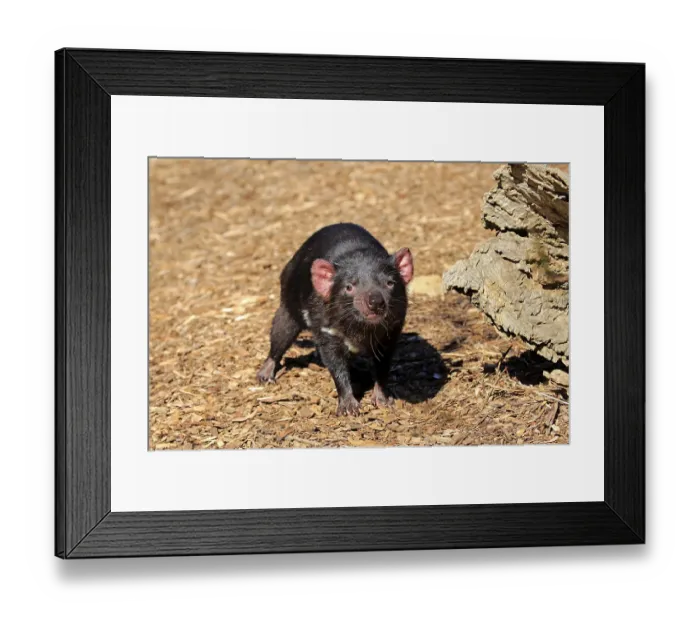 Framed Print : Tasmanian devil (Sarcophilus harrisii) Framed Print : Tasmanian devil (Sarcophilus harrisii)