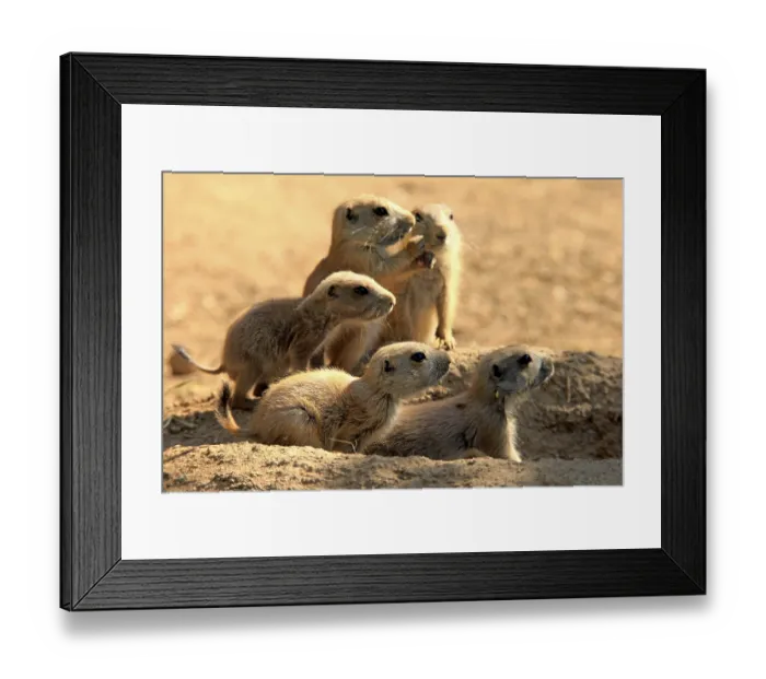 Framed Print : Black Tailed Prairie Dog (Cynomys ludovicianus) Framed Print : Black Tailed Prairie Dog (Cynomys ludovicianus)