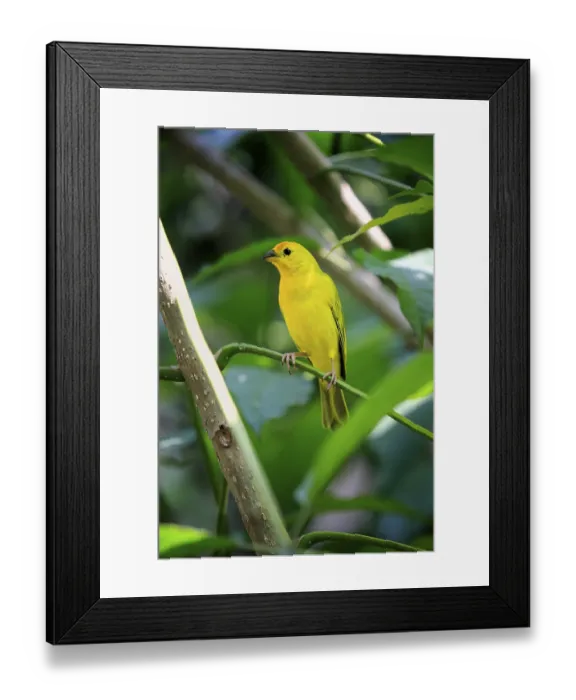 Framed Print : Saffron Finch (Sicalis flaveola)