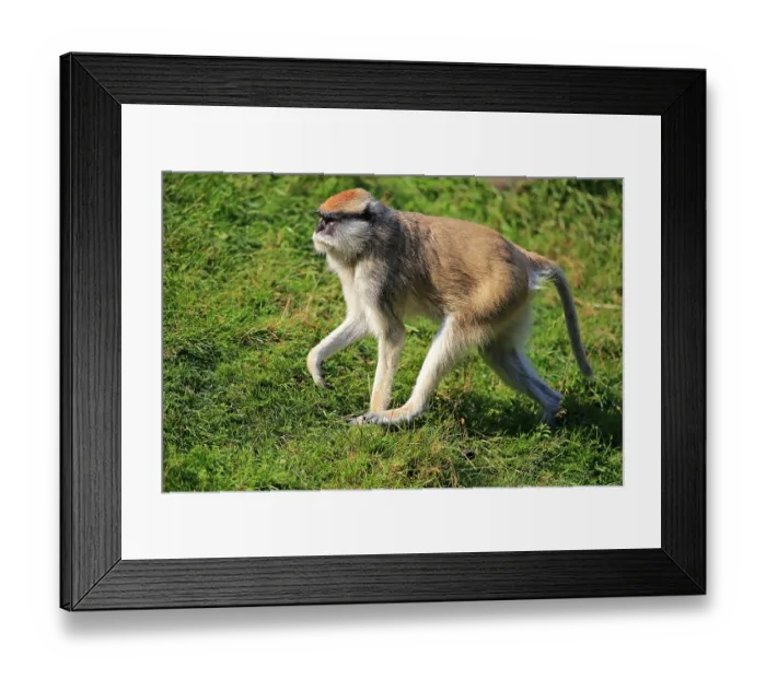 Framed Print : Common patas monkey (Erythrocebus patas patas) Framed Print : Common patas monkey (Erythrocebus patas patas)