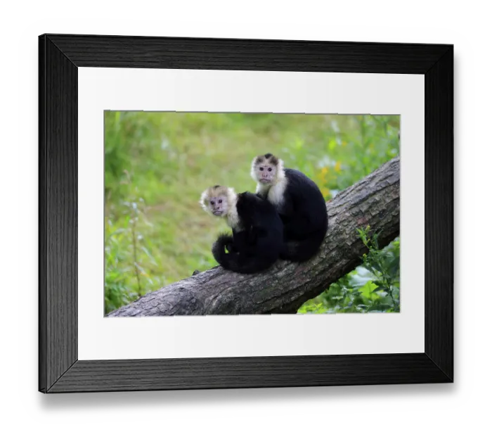 Framed Print : White-headed capuchin (Cebus capucinus) Framed Print : White-headed capuchin (Cebus capucinus)