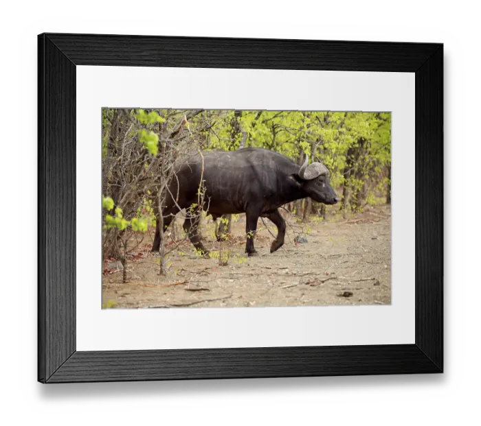 Framed Print : African buffalo (Syncerus caffer)