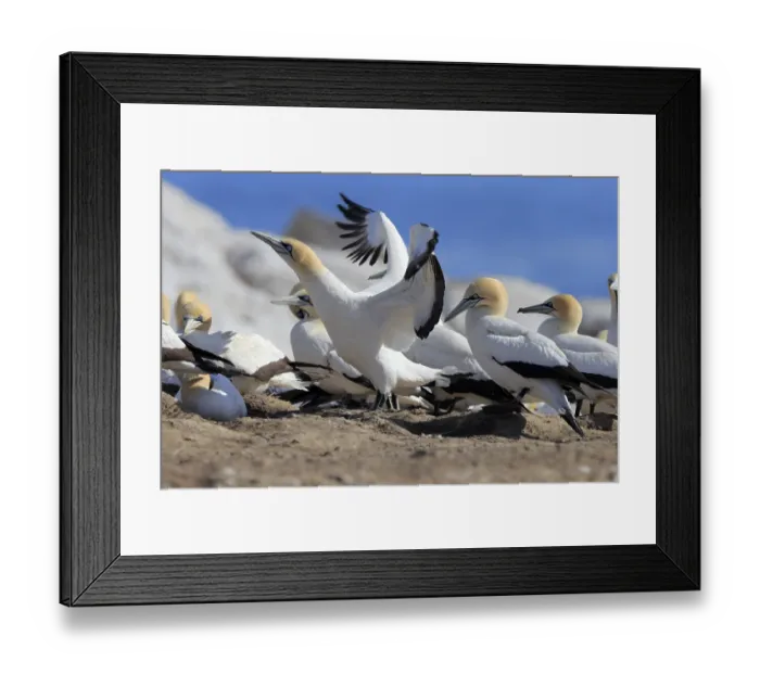 Framed Print : Cape Gannet (Morus capensis), Lamberts Bay Framed Print : Cape Gannet (Morus capensis), Lamberts Bay