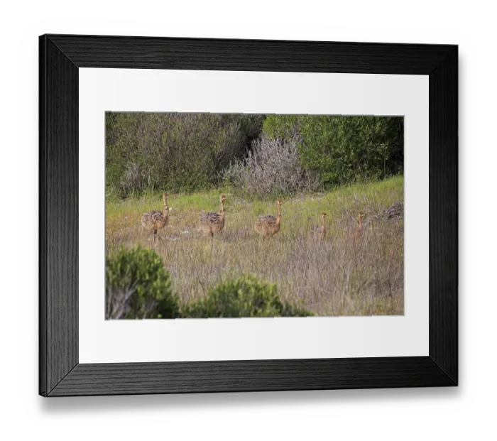 Framed Print : South African Ostrich (Struthio camelus australis)