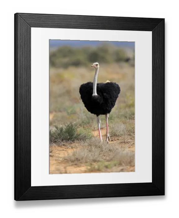 Framed Print : South african ostrich (Struthio camelus australis)