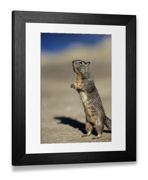 Framed Print : California Ground Squirrel (Citellus beecheyi)