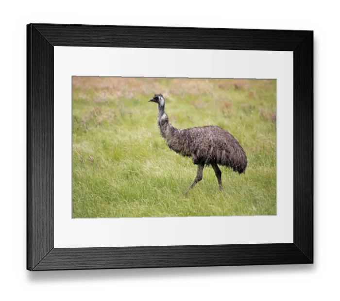 Framed Print : Emu (Dromaius novaehollandiae)