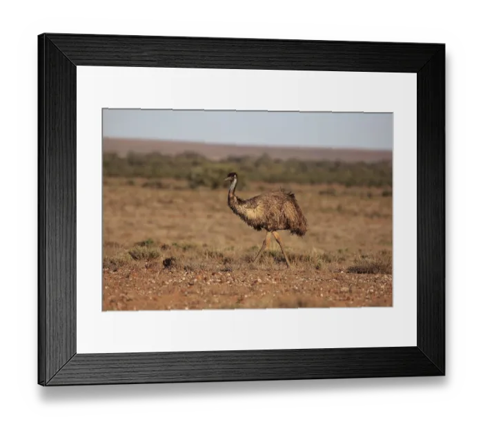 Framed Print : Emu (Dromaius novaehollandiae)