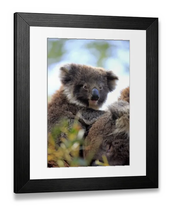 Framed Print : Koala (Phascolarctos cinereus) Framed Print : Koala (Phascolarctos cinereus)