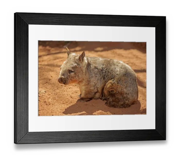 Framed Print : Southern hairy-nosed wombat (Lasiorhinus latifrons)