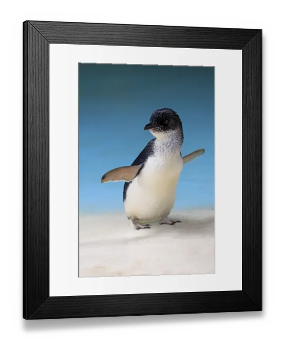 Framed Print : Little penguin (Eudyptula minor) Framed Print : Little penguin (Eudyptula minor)