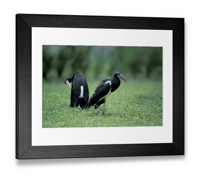 Framed Print : Abdim's Stork, White-bellied Stork (Ciconia abdimii)