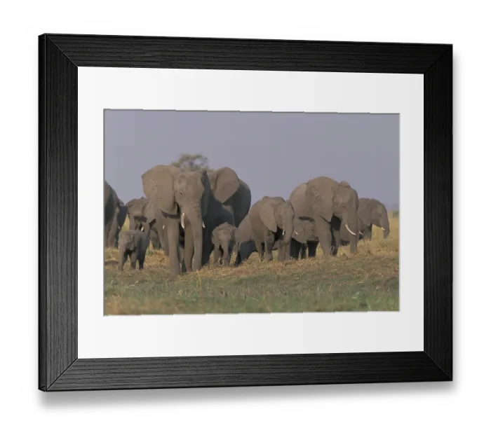 Framed Print : Herd of African Bush or Savanna Elephants (Loxodonta africana) Framed Print : Herd of African Bush or Savanna Elephants (Loxodonta africana)