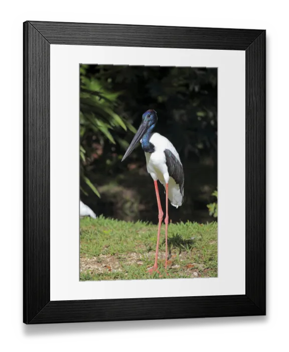 Framed Print : Black-necked Stork (Ephippiorhynchus asiaticus) Framed Print : Black-necked Stork (Ephippiorhynchus asiaticus)