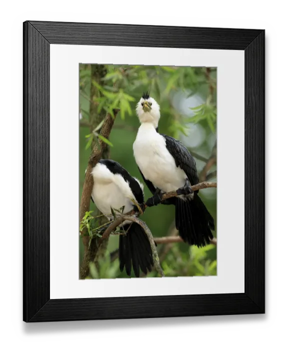 Framed Print : Little Pied Cormorant, Little Shag or Kawaupaka (Phalacrocorax melanoleucos)