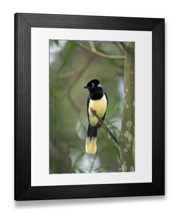 Framed Print : Plush-crested Jay (Cyanocorax chrysops) Framed Print : Plush-crested Jay (Cyanocorax chrysops)