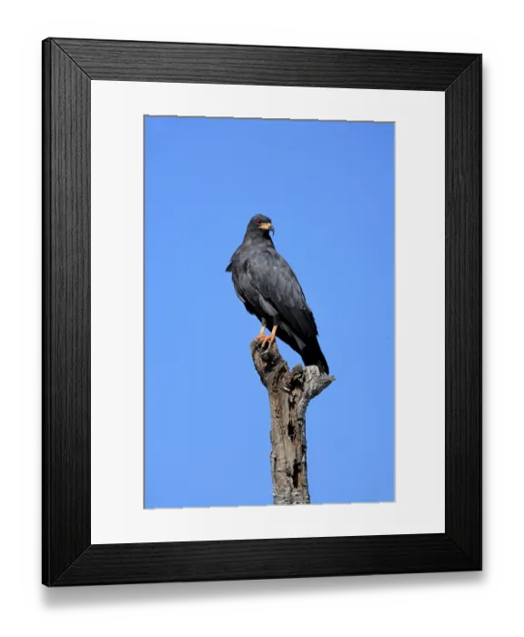 Framed Print : Snail Kite (Rostrhamus sociabilis)