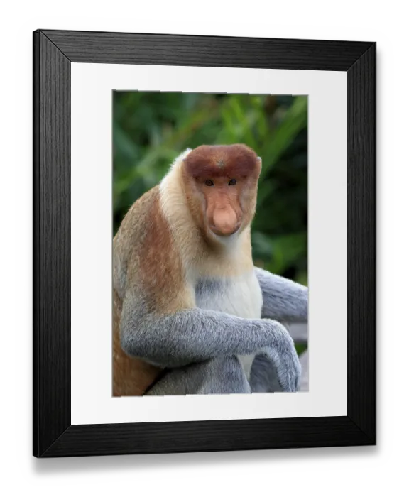 Framed Print : Proboscis Monkey or Long-nosed monkey (Nasalis larvatus) Framed Print : Proboscis Monkey or Long-nosed monkey (Nasalis larvatus)