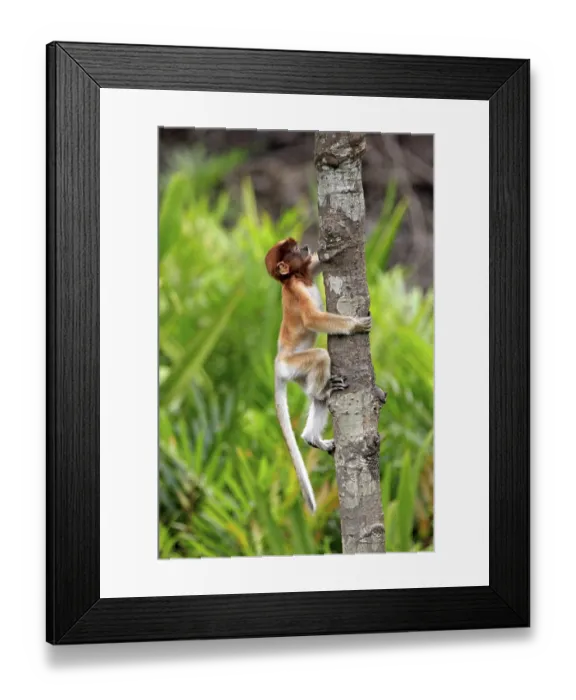 Framed Print : Proboscis Monkey or Long-nosed monkey (Nasalis larvatus) Framed Print : Proboscis Monkey or Long-nosed monkey (Nasalis larvatus)