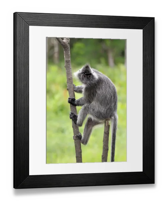 Framed Print : Silvery lutung, Silvered leaf monkey or Silvery langur (Trachypithecus cristatus)