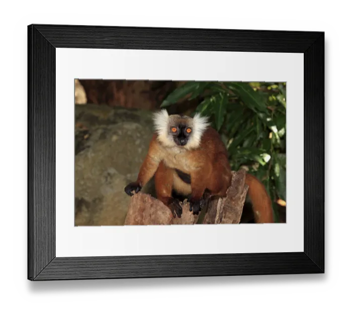 Framed Print : Black Lemur (Eulemur macaco), female with young Framed Print : Black Lemur (Eulemur macaco), female with young