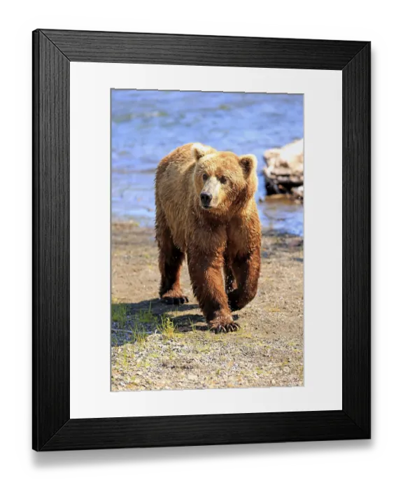 Framed Print : Grizzly Bear (Ursus arctos horribilis) adult Framed Print : Grizzly Bear (Ursus arctos horribilis) adult
