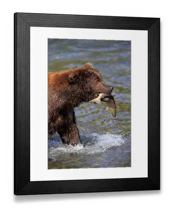 Framed Print : Grizzly Bear (Ursus arctos horribilis) adult Framed Print : Grizzly Bear (Ursus arctos horribilis) adult