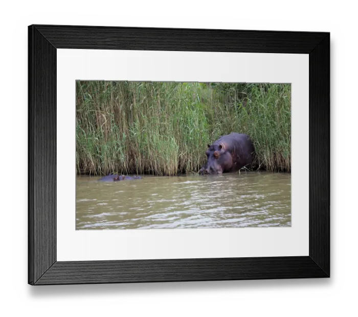 Framed Print : Two Hippopotamuses (Hippopatamus amphibius) adult
