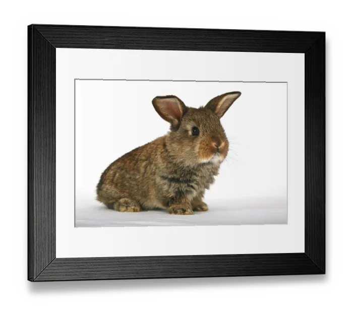 Framed Print : Young pet rabbit Framed Print : Young pet rabbit