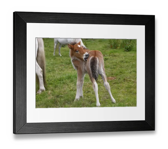 Framed Print : Young Icelandic stallion (Equus islandicus)