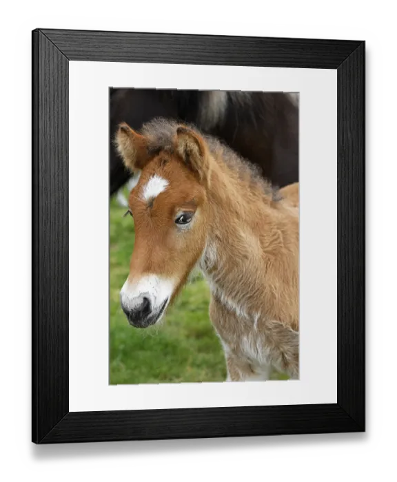 Framed Print : Young Icelandic horse (Equus islandicus) Framed Print : Young Icelandic horse (Equus islandicus)
