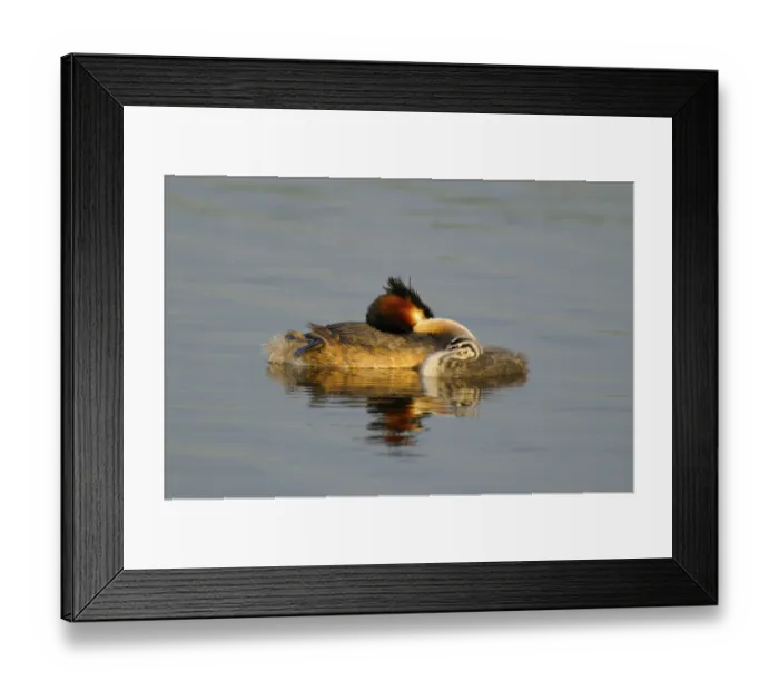 Framed Print : Great Crested Grebe with chicks, Netherlands Framed Print : Great Crested Grebe with chicks, Netherlands