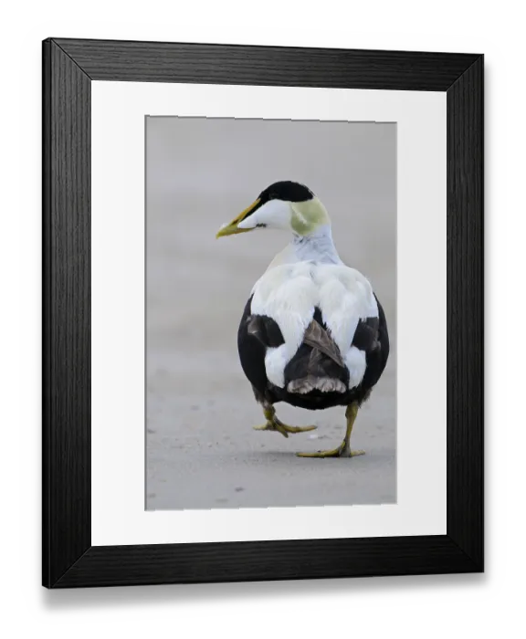 Framed Print : Eider duck, drake in mating costume