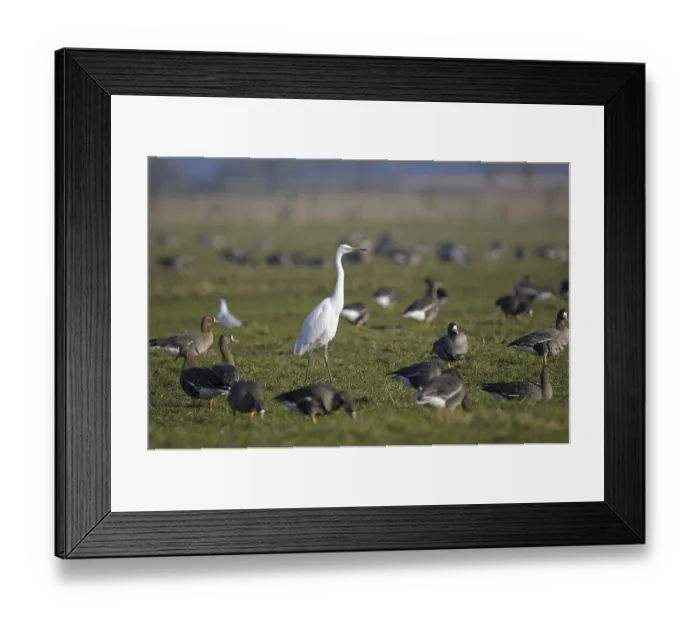 Framed Print : Greater white-fronted goose (Anser albifrons) and Great White Egret Framed Print : Greater white-fronted goose (Anser albifrons) and Great White Egret
