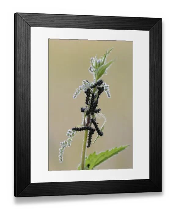 Framed Print : Peacock butterfly, caterpillars on a stinging nettle Framed Print : Peacock butterfly, caterpillars on a stinging nettle