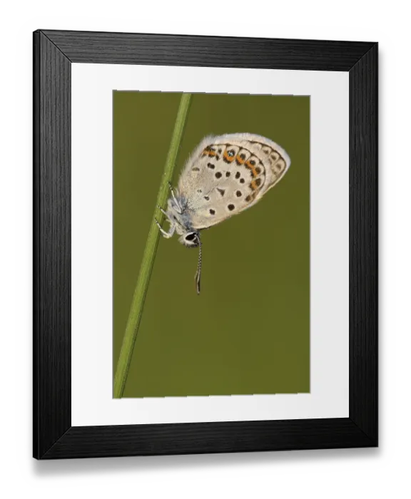 Framed Print : Argus blue butterfly, Geissklee blue butterfly Framed Print : Argus blue butterfly, Geissklee blue butterfly