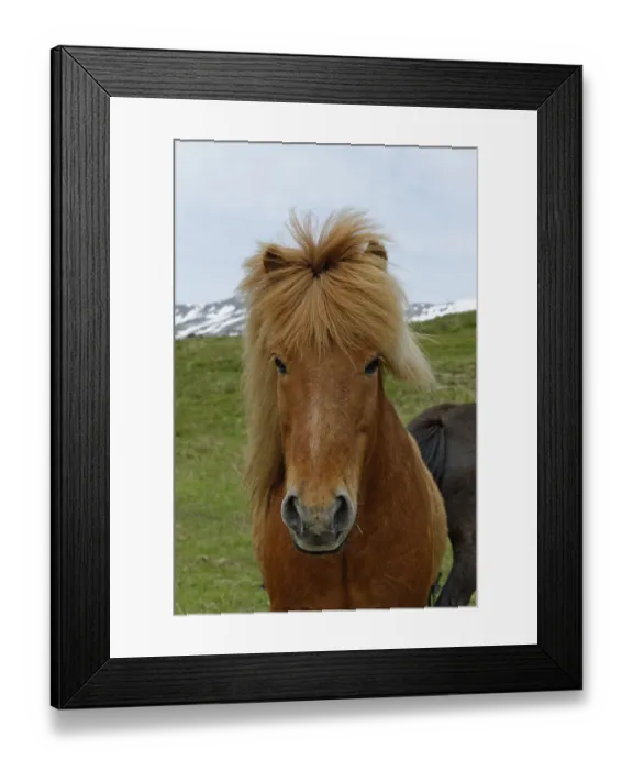 Framed Print : Icelandic horse, East Iceland, Iceland