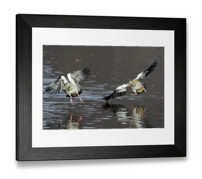 Framed Print : Egyptian Geese (Alopochen aegyptiacus)