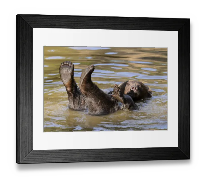 Framed Print : European brown bear (Ursus arctos)
