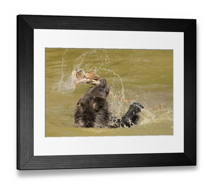 Framed Print : European brown bear (Ursus arctos)