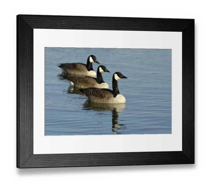 Framed Print : Canada Goose (Branta canadensis), Germany, Europe Framed Print : Canada Goose (Branta canadensis), Germany, Europe