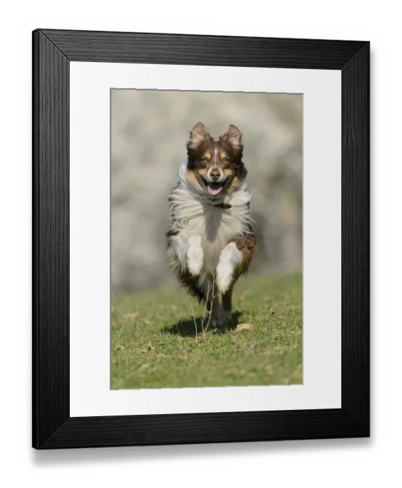 Framed Print : Australischer Hirte