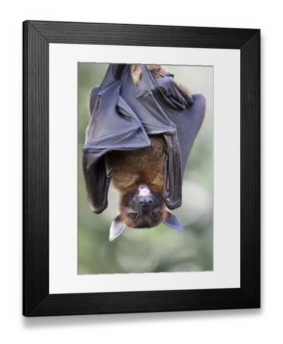 Framed Print : Indian Flying Fox (Pteropus giganteus), captive